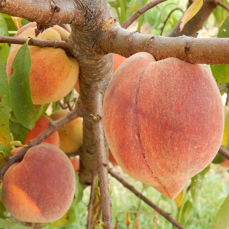 Nectarines — Farm Fresh Fundraising